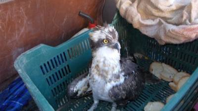 El águila pescadora fue encontrada por la Associació Ecologista l\'Escurçó de Mont-roig del Camp. Foto: Cedida