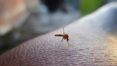 El mosquito que infecta del dengue. Foto: Pixabay