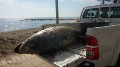 El atún fue cargado en la caja trasera de una camioneta de la brigada de Cambrils. Foto: Marta Seisdedos