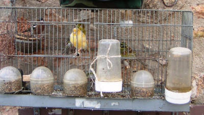 Gàbia amb els ocells fringíl.lids utilitzats com a reclam que van decomissar els Agents Rurals. Foto: ACN