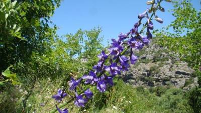 L'esperó de Bolòs pot arribar a fer fins a quaranta flors blauviolades, esperonades, entre 22 i 26 mil·límetres. Foto: TES