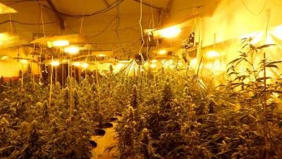 Imagen de una plantación indoor de marihuana. FOTO: DR