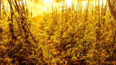 Imagen de archivo de un cultivo de marihuana. Foto: Mossos