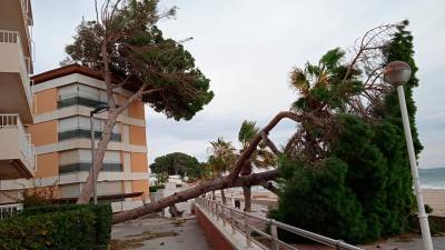 Un pino caído en Vilafortuny durante uno de los últimos temporales de viento fuerte. Foto: DT