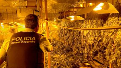 Un agente de los Mossos d’Esquadra, con la marihuana en el fondo. Foto: Mossos d’Esquadra