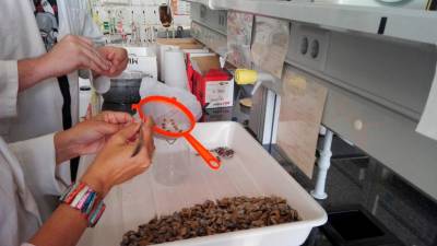 Una imagen del trabajo de los investigadores en el laboratorio con las muestras recogidas por los productores de la costa catalana. Foto: TecnAtox.