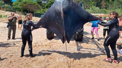 Un ejemplar adulto sacado del agua este mayo en las playas de Girona. Foto: Fundació CRAM