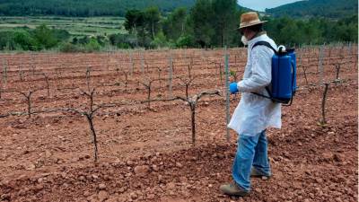Un operari aplica un producte per protegir la vinya dels cabirols en una finca del Baix Penedès. Foto: ACN