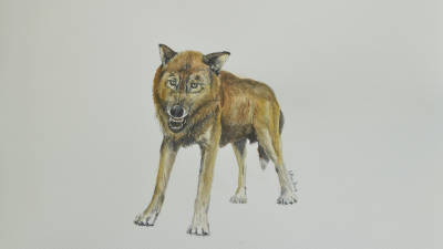 Reconstrucción del pequeño lobo de la especie ‘Canis orcensis’, realizada por Antonio Monclova.