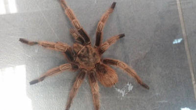 La araña localizada es originaria de Chile y se alimenta de insectos, aunque también puede comer crías de ratón. Foto: DT