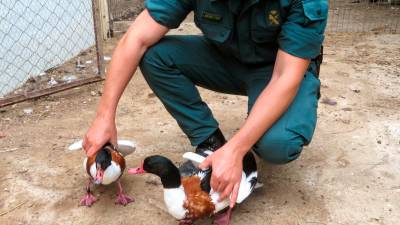 Incautados 34 animales de diferentes especies protegidas en Deltebre