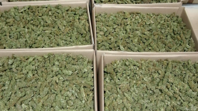 La marihuana que van trobar a Batea. Foto: Mossos d’Esquadra