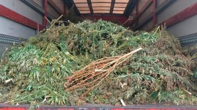 Las plantas de marihuana están en proceso de destrucción. FOTO: cme