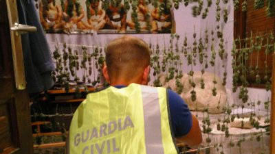 Un agent de la Guàrdia Civil, davant l'estesa de plantes assecades. Foto: Guardia Civil