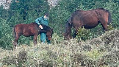 Una yegua y un potro en Els Ports. Foto: Guardia Civil