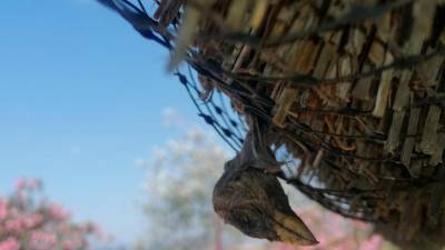 Detall del filferro que fa quedar els ocells atrapats. Foto: ACTYMA