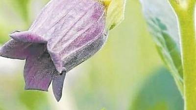 BELLADONA. A nivel m&aacute;gico, ayuda a regenerar los campos y cuerpos sutiles despu&eacute;s de cualquier parasitaci&oacute;n de entidades o derivados, entendiendo esto como capas del aura. Asimismo, restablece y repara el cord&oacute;n de plata que, seg&uacute;n comentan los especialistas de Olei Ars, «tras nacer nos cortan el cord&oacute;n umbilical, pero queda el de plata, que es lo que nos une a nuestros ancestros y a esta vida. Atropa belladona corta el hilo de la vida».