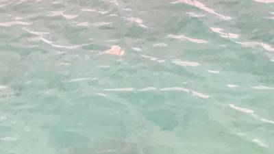 Imagen de uno de los trozos de pez flotando cerca de la playa de L’Arenal de L’Hospitalet de l’Infant. FOTO: cedida