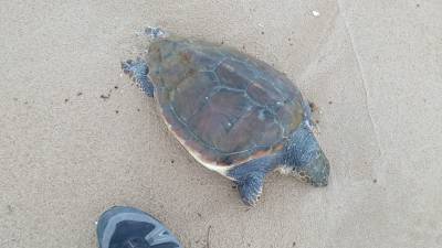 El ejemplar de tortuga en la playa de La Savinosa. FOTO: Cedida