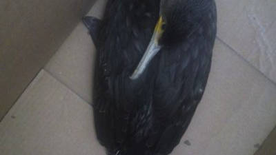 Imatge del corb rescatat. Foto: Mossos d'Esquadra