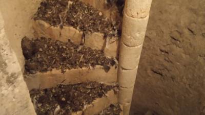 La escalera llena de excrementos de paloma. FOTO: CAMPANERS L'ARBOÇ