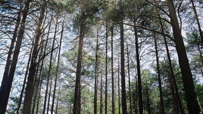 Es tracta de boscos molt madurs i de molta qualitat. foto: j. revillas