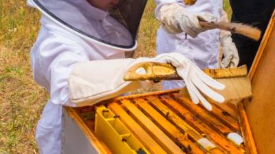 Descubriendo cómo trabajan las abejas del Castell de Riudabella