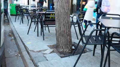 Unas raíces levantan una losa, en la avenida de M. Fortuny. Foto: A. M.