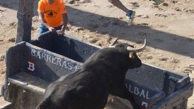 Un bou persegeix un noi, en les festes recents de l´Ampolla. Foto: Joan Revillas