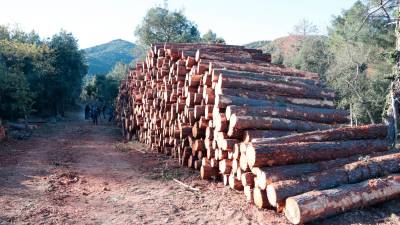 L’actuació s’allargarà fins al mes de març i es preveu treure unes 6.000 tones de fusta. Foto: R. Urgell