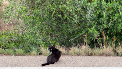 La Bisbal vol evitar les molèsties que causen els gats de carrer