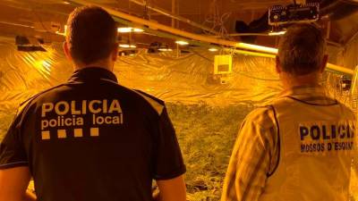 Un agente de la Policía Local y otro de Mossos en el interior de la plantación. FOTO: Aj. de L’Ampolla