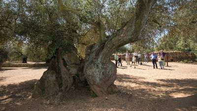 Les oliveres mil·lenàries són un dels atractius turístics i agrícoles de Terres de l’Ebre. Foto: Joan Revillas