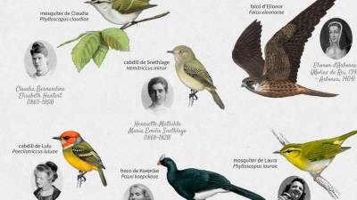 Ocells amb nom de dona. FOTO: Fundació Barcelona Zoo, Institut Català d’Ornitologia i TERMCAT, Centre de terminologia
