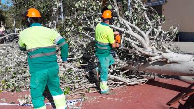 Operarios de la brigada de Vila-seca cortando las ramas del árbol. Foto: Aj. Vila-seca
