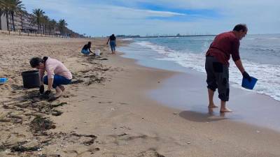 Voluntarios recogen esquejes de posidoinia en la playa.