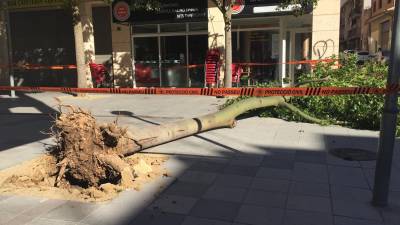 Árbol caído en plaza de Ca l’Escori, entre la Plaça Ramona Macipe de El Vendrell. Foto: J.M.B.ñ