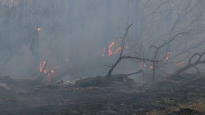 El foc afecta una zona de vegetació. Foto: Àngel Juanpere