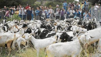 Els ramats de cabra blanca eren el principal atractiu de la Fira de Rasquera, ahir. FOTO: Joan Revillas