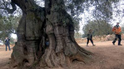 Hi ha oliveres amb més de 1.700 anys. REVILLAS