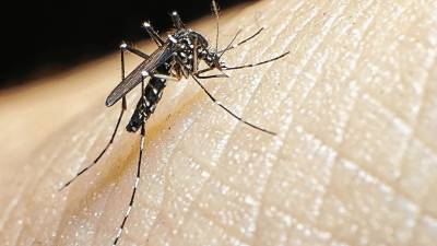 El mosquito tigre se caracteriza por tener rayas blancas por todo el cuerpo. FOTO: GETTY IMAGES