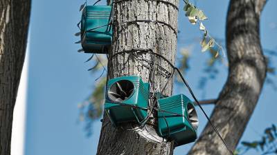 En alguns arbres de la ciutat hi ha altaveus que emeten sons per foragitar les aus. FOTO: Alfredo Gonzàlez