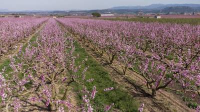 La floració als camps de la Ribera és un espectacle de color rosa. foto: joan revillas
