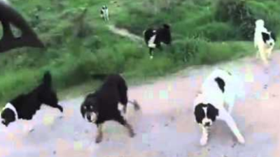 Fotograma de perros persiguiendo a un ciclista.