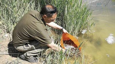 El tècnic d’Agricultura, Jesús Gómez, alliberant amb cautela exemplars d’anguiló a la finca del Violí de l’Encanyissada. FOTO: Joan Revillas