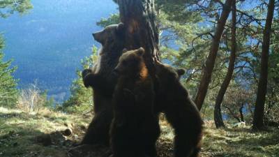 Imagen de archivo de osos en la Vall d'Aran