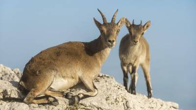 En l’últim cens es van registrar 1.250 cabres dins la Reserva Nacional de Caça i 440 a les àrees privades de caça. FOTO: JOAN REVILLAS