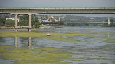 El río Ebre a su paso por el término municipal de Amposta. Foto: Joan Revillas