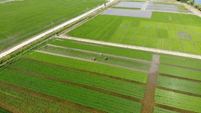 Imatge aèria d’un camp d’arròs ecològic plantat en files.FOTO:CEDIDA A ACN