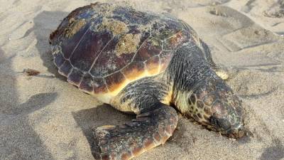 Imagen de la tortuga encontrada muerta en Calafell. Foto: Ajuntament Calafell